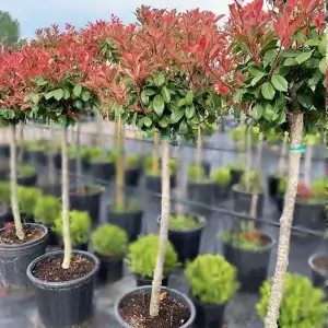 Photinia